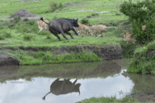 alt="Cape buffalo charging a lion family at Masai Mara National Reserve, Kenya, Africa."