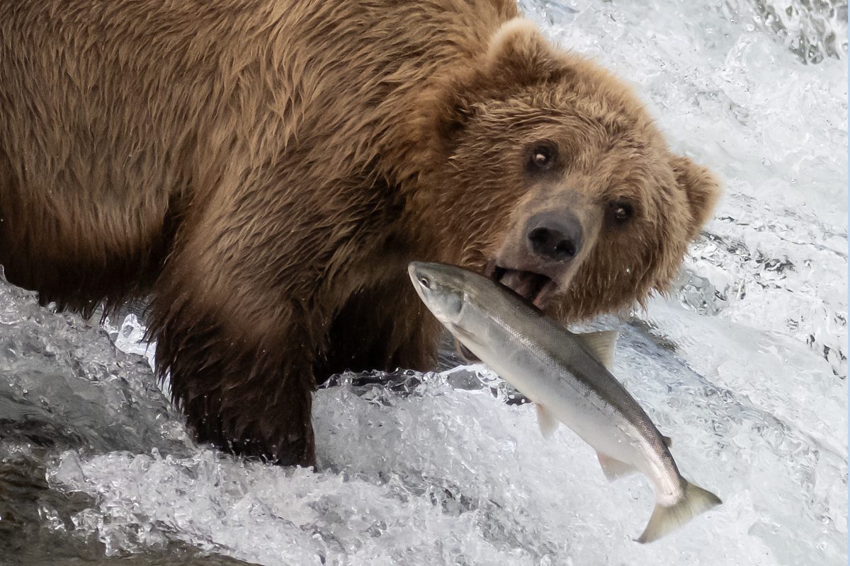 Brown Bear catching leaping salmon.