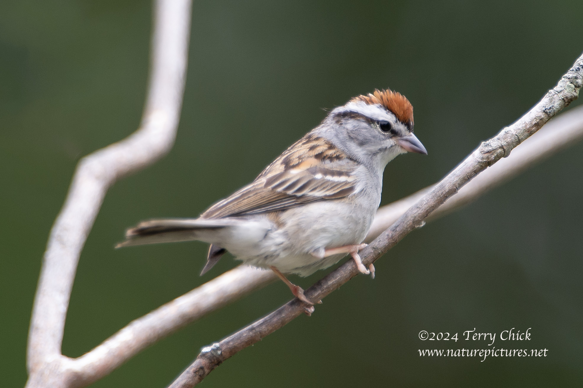 chipping sparrow